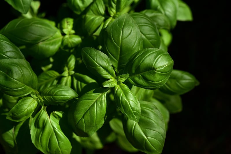 Spellbinding herbs